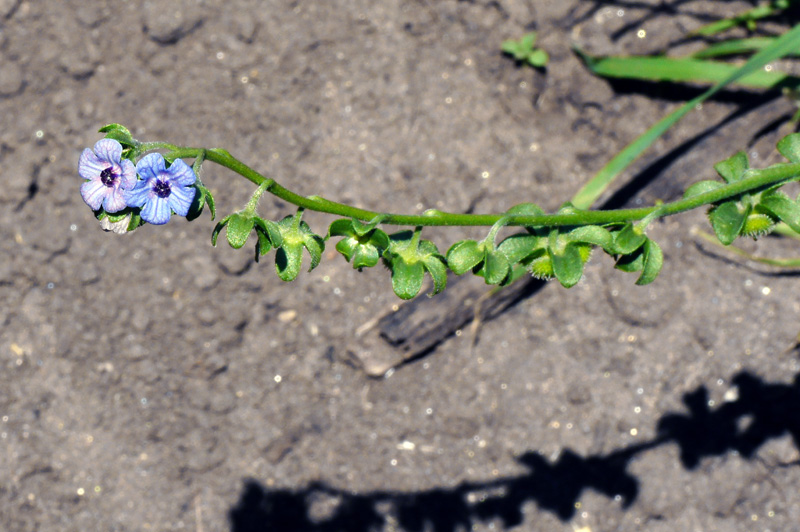 Cynoglossum creticum